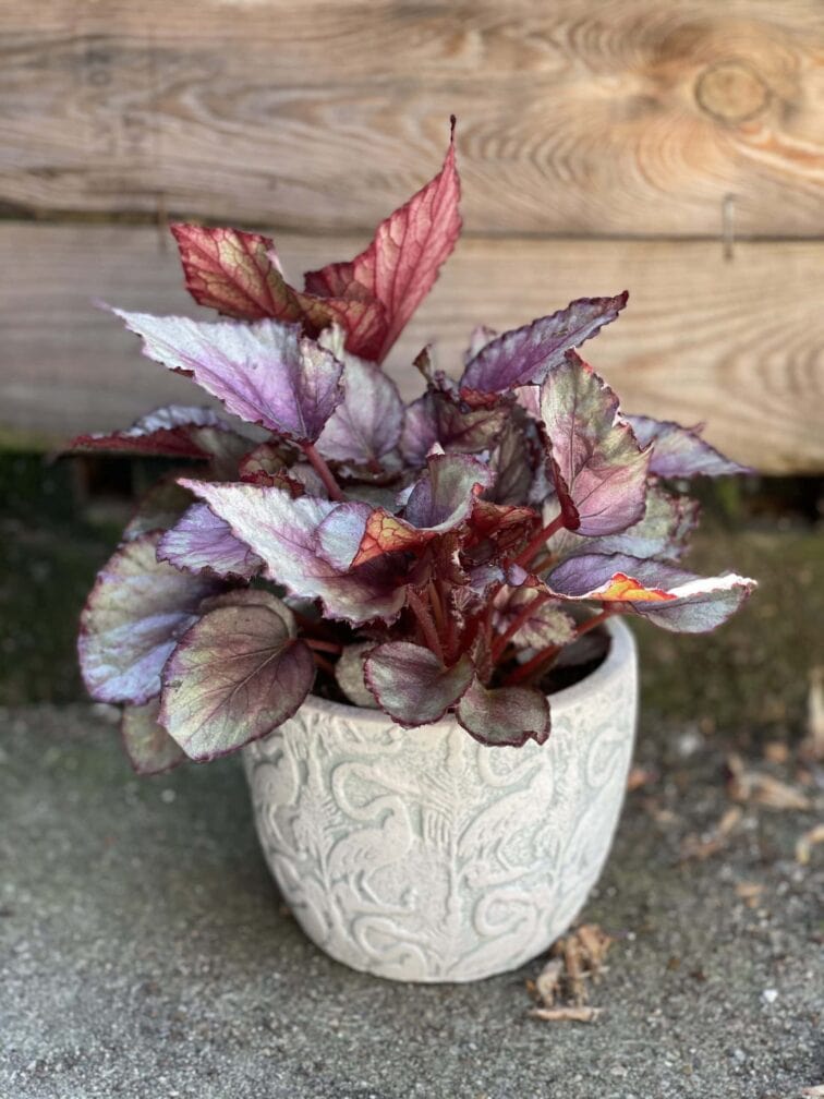 Zdjęcie doniczki lub oslonki: Osłonka Swan 12x11 cm, ujęcie 2