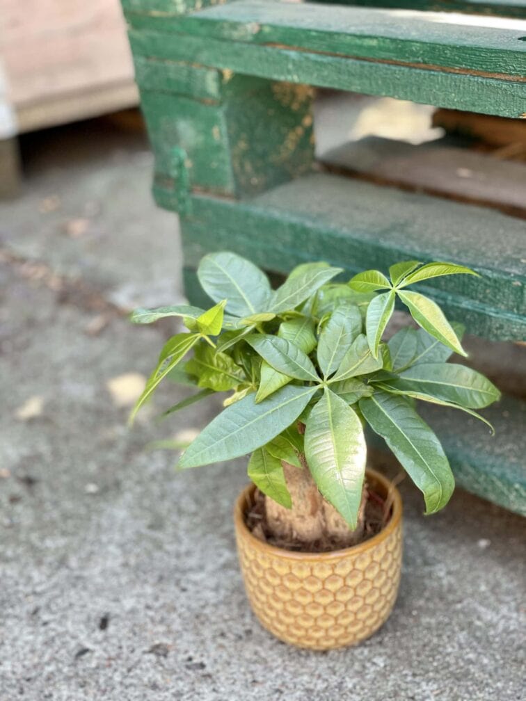 Zdjęcie doniczki lub oslonki: Osłonka Winnie 9x9&nbsp;cm, ujęcie 2