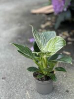 Zdjęcie rośliny Philodendron Birkin, ujęcie 2