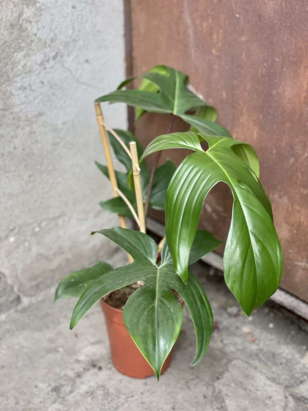 Florida Green Philodendron