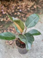 Zdjęcie rośliny Philodendron Rojo Congo, ujęcie 2