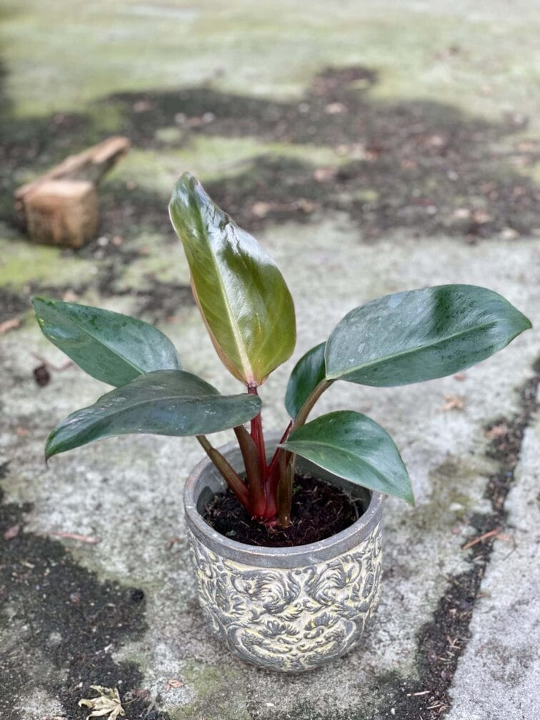 Zdjęcie rośliny Philodendron Rojo Congo, ujęcie 3