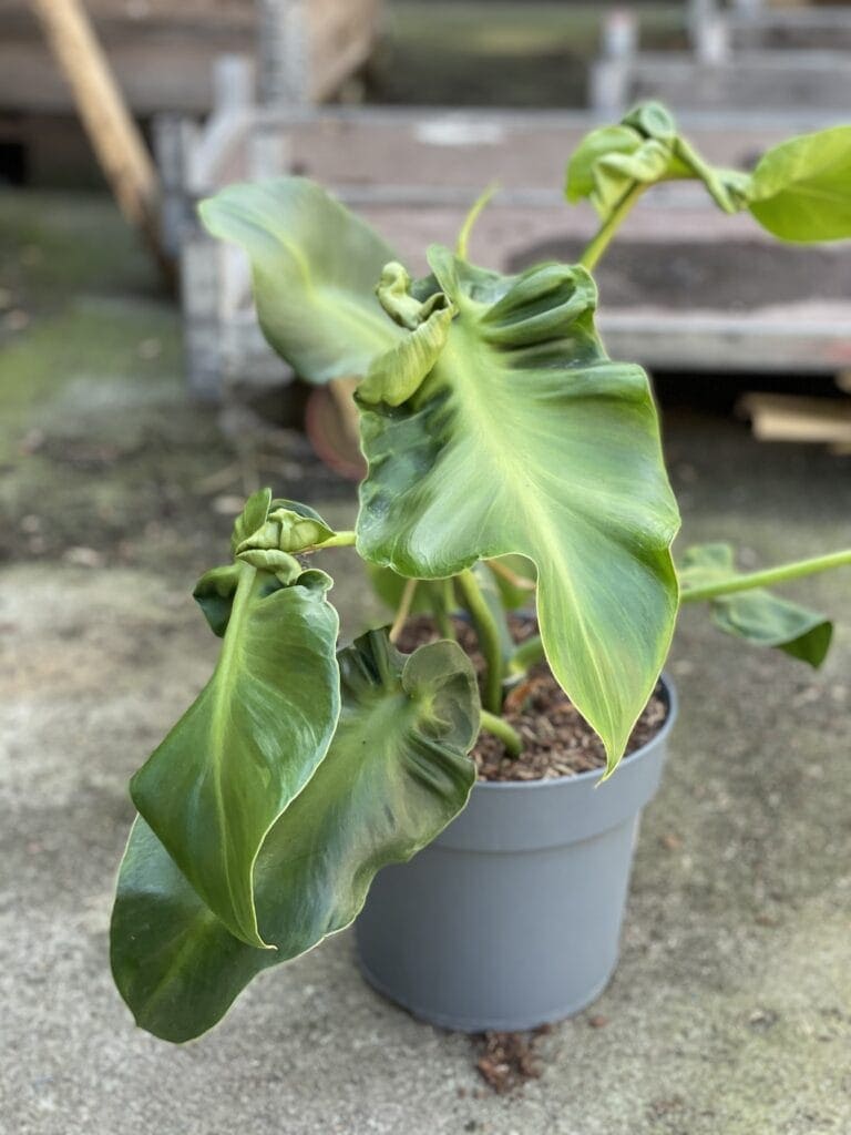 Philodendron rugosum 