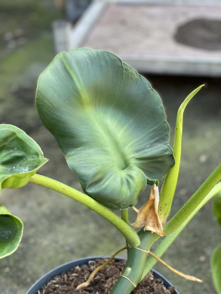 Zdjęcie rośliny Philodendron rugosum "Pig Skin", ujęcie 4