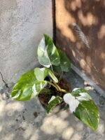 Zdjęcie rośliny Philodendron White Princess, ujęcie 1