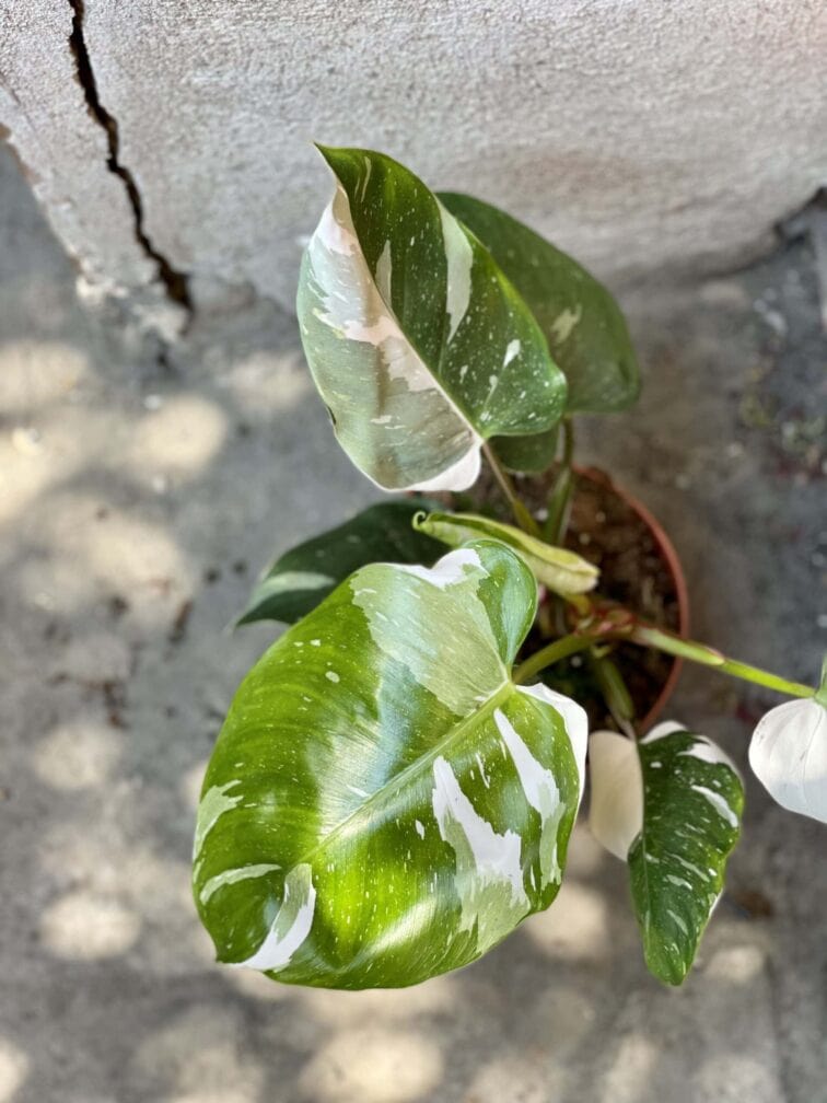 Zdjęcie rośliny Philodendron White Princess, ujęcie 4