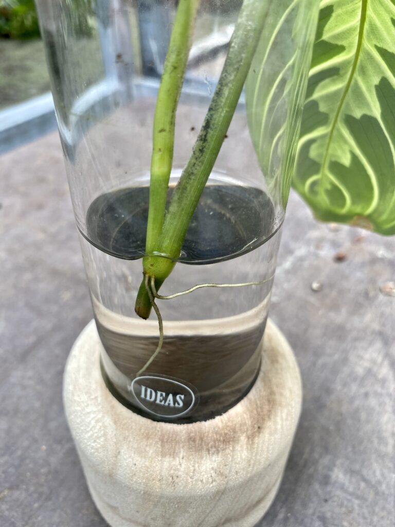 Zdjęcie rośliny Sadzonka Maranta Lemon Lime, ujęcie 4