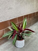 Zdjęcie rośliny Stromanthe Triostar, ujęcie 2