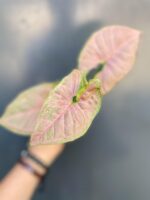 Zdjęcie rośliny Syngonium Pink Flecked - sadzonka szczytowa, ujęcie 1