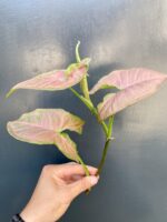 Zdjęcie rośliny Syngonium Pink Flecked - sadzonka szczytowa, ujęcie 2