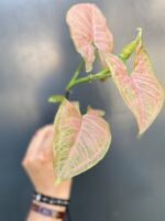 Zdjęcie rośliny Syngonium Pink Flecked - sadzonka szczytowa, ujęcie 3