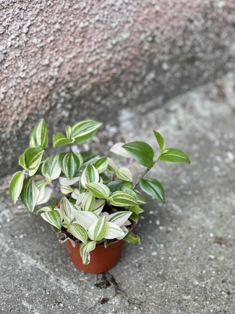 Zdjęcie rośliny Tradescantia fluminensis quadricolor (Trzykrotka), ujęcie 1