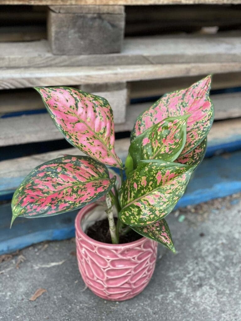 Aglaonema Red Valentine - prosta w uprawie roślina
