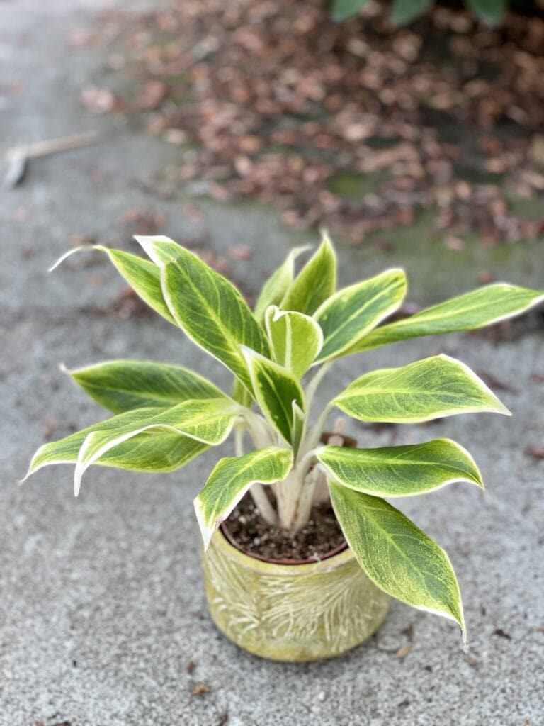 Aglaonema White Lipstick - Jungle Boogie
