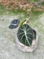 Zdjęcie rośliny Alocasia Black Velvet, ujęcie 1