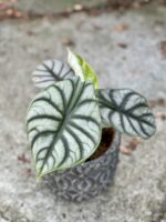 Zdjęcie rośliny Alocasia Silver Dragon, ujęcie 1