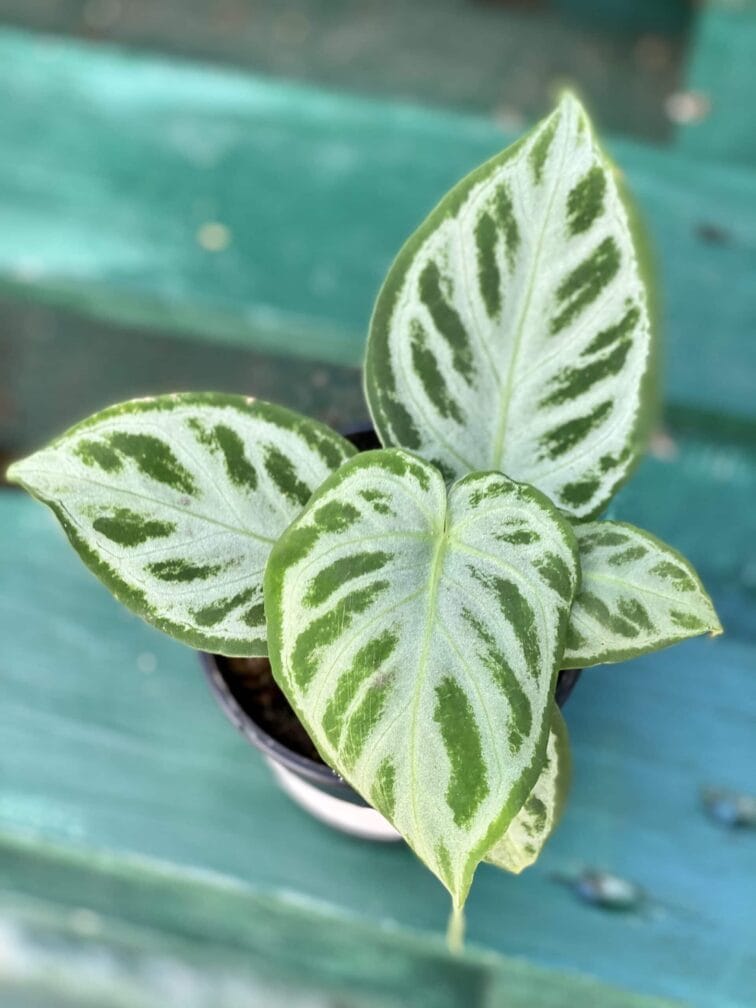 Zdjęcie rośliny Anthurium Silver Blush, ujęcie 1