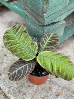 Zdjęcie rośliny Ardisia gigantifolia, ujęcie 1