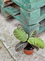 Zdjęcie rośliny Ardisia gigantifolia, ujęcie 2