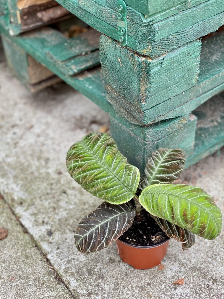 Zdjęcie rośliny Ardisia gigantifolia, ujęcie 2