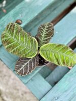 Zdjęcie rośliny Ardisia gigantifolia, ujęcie 3