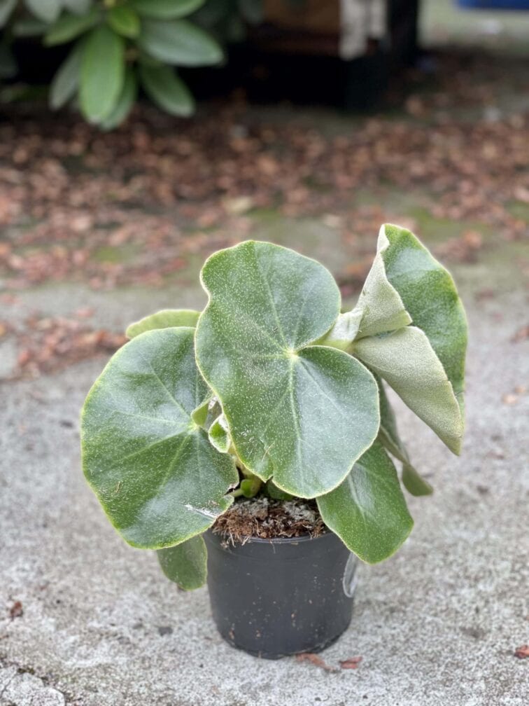 Zdjęcie rośliny Begonia venosa, ujęcie 2