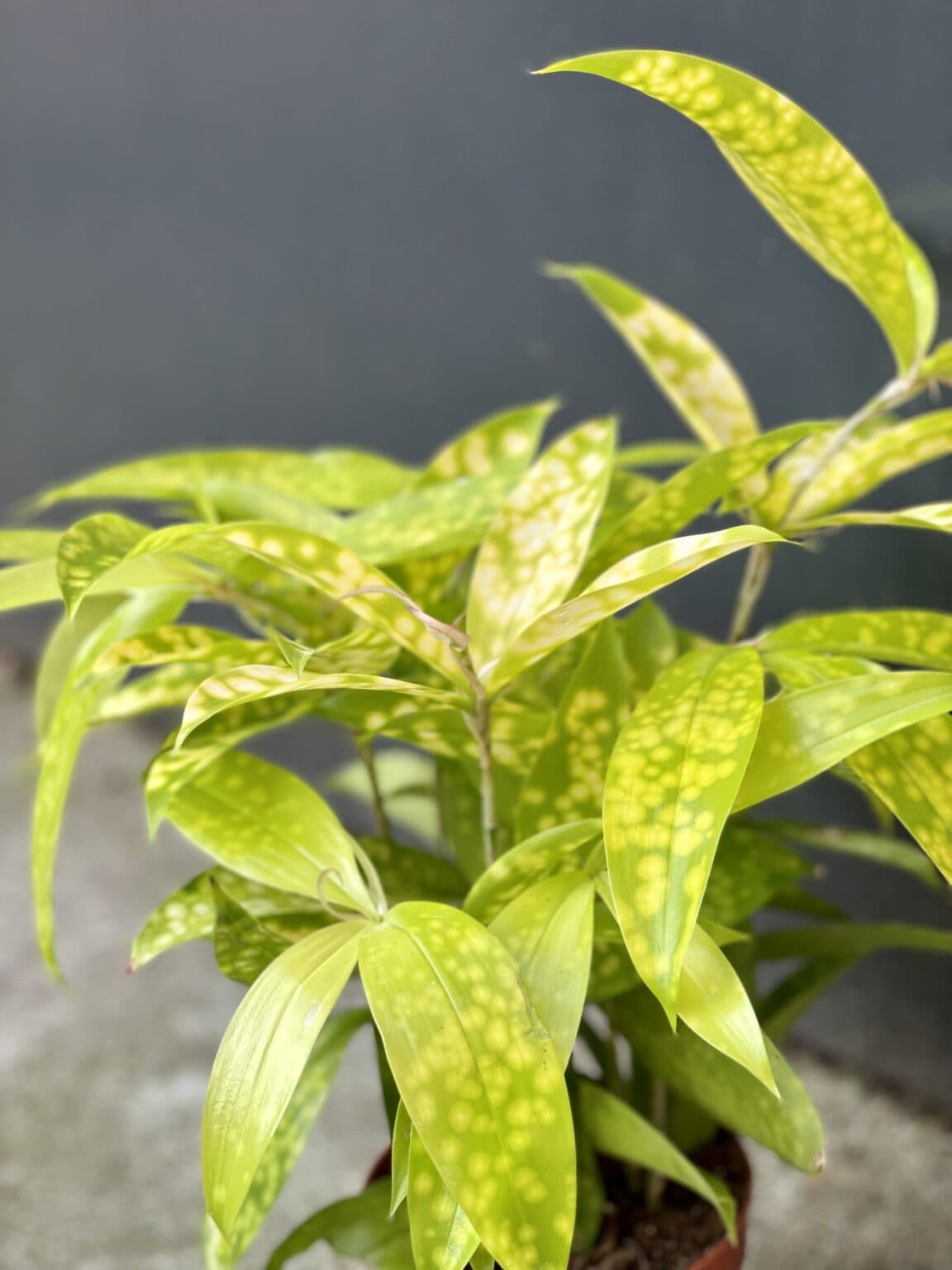 Drachenbaum 'Dracaena Surculosa Mike' – 12 Cm Topf, Grün-gelb Getupft