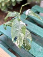 Zdjęcie rośliny Epipremnum pinnatum albo variegata, ujęcie 1