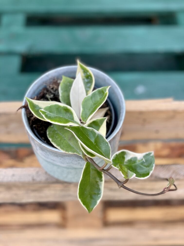 Zdjęcie rośliny Hoya carnosa albomarginata, ujęcie 3