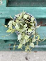 Zdjęcie rośliny Hoya krohniana eskimo, ujęcie 1