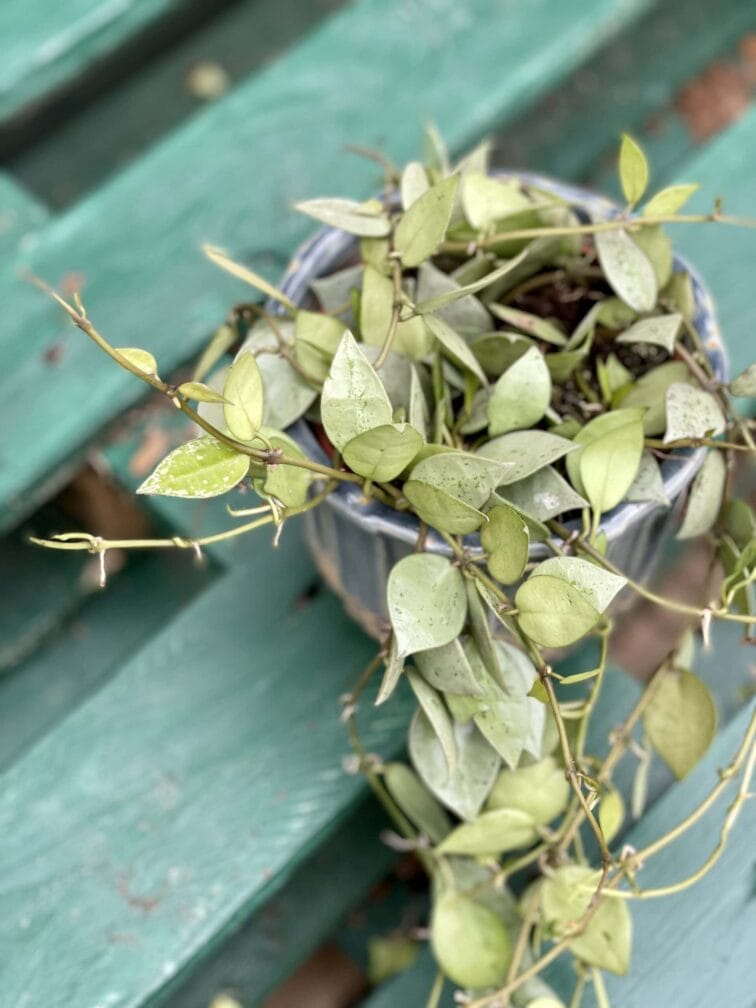 Zdjęcie rośliny Hoya krohniana eskimo, ujęcie 3
