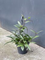 Zdjęcie rośliny Hoya Publicalyx, ujęcie 1