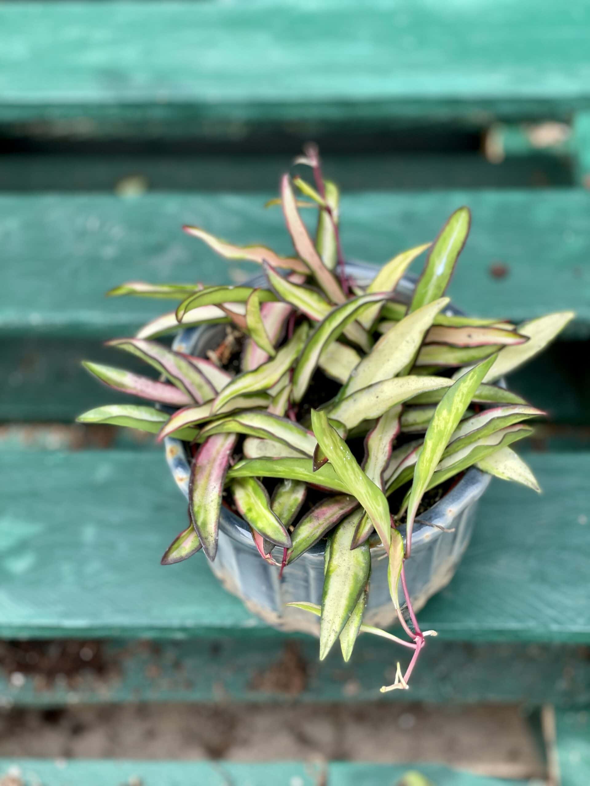 Hoya wayetii (kentiana) variegata Jungle Boogie