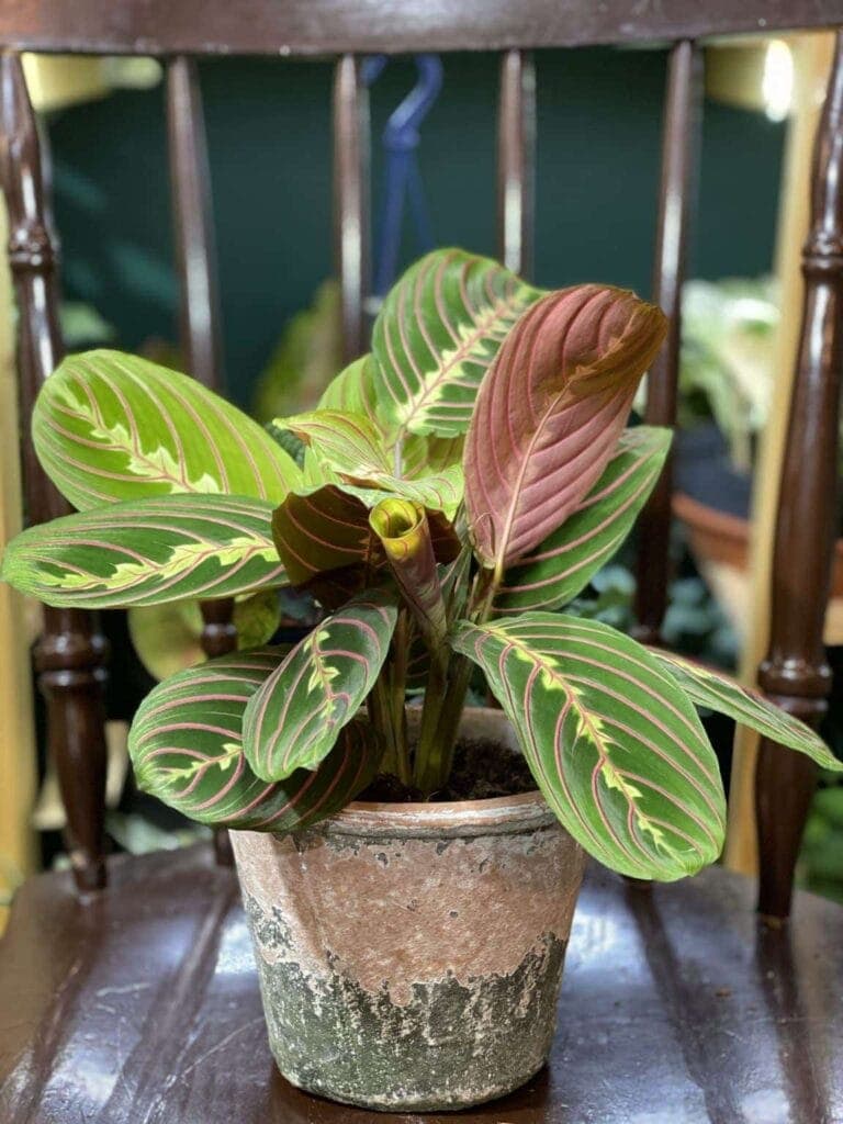 Maranta Fascinator Tricolor - roślina dla początkujących
