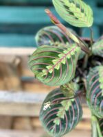 Zdjęcie rośliny Marantha Fascinator Tricolor, ujęcie 2
