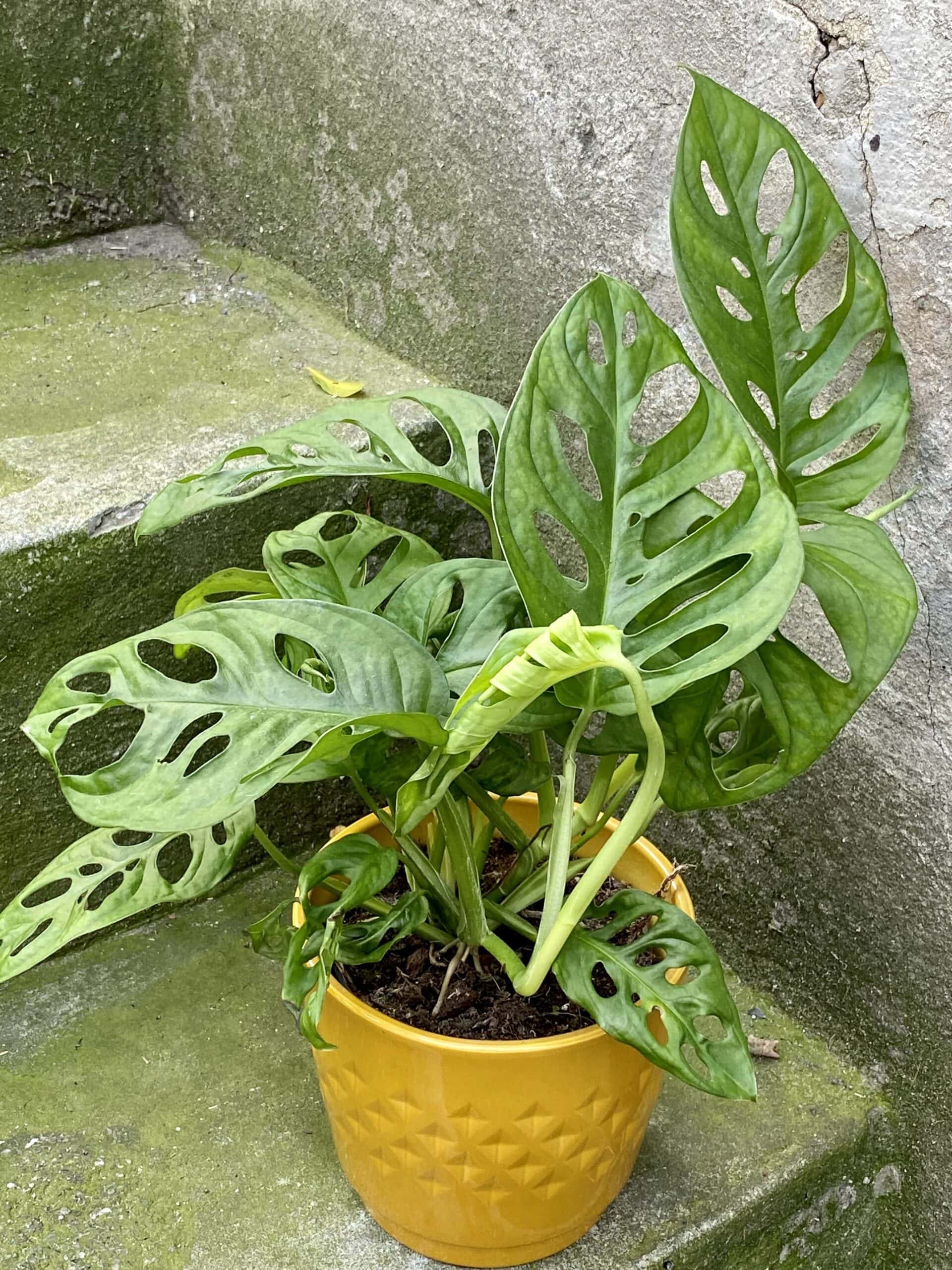 Monstera Monkey Mask