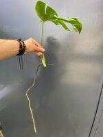 Zdjęcie rośliny Monstera variegata - sadzonka pędowa, ujęcie 2