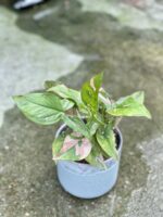 Zdjęcie doniczki lub oslonki: Osłonka Arctic 11x12 cm, ujęcie 2