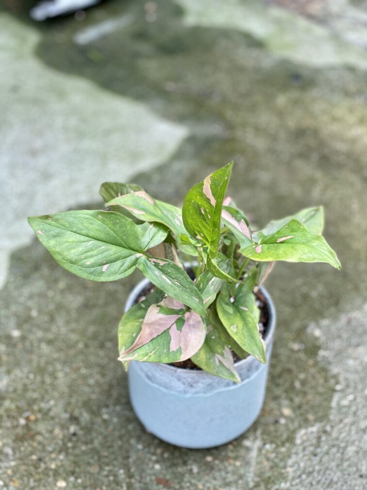 Zdjęcie doniczki lub oslonki: Osłonka Arctic 11x12 cm, ujęcie 2