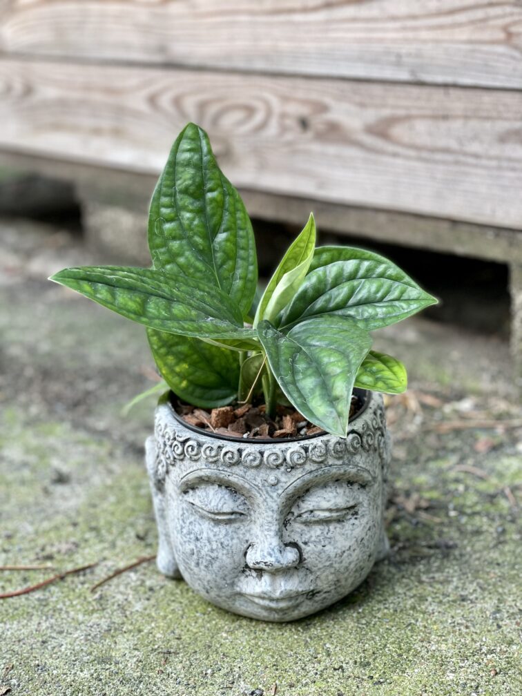 Zdjęcie doniczki lub oslonki: Osłonka Buddha Grey 11x12&nbsp;cm, ujęcie 2