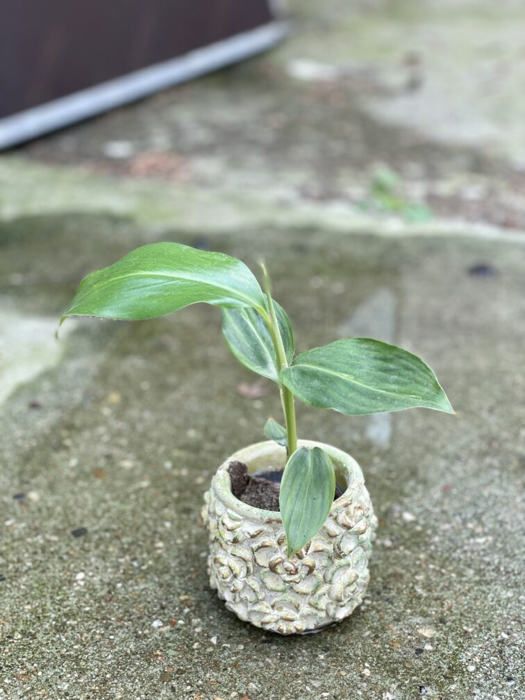 Zdjęcie doniczki lub oslonki: Osłonka Green Rose 6x8 cm, ujęcie 2