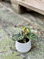 Zdjęcie doniczki lub oslonki: Osłonka Lilia 6x7 cm, ujęcie 2