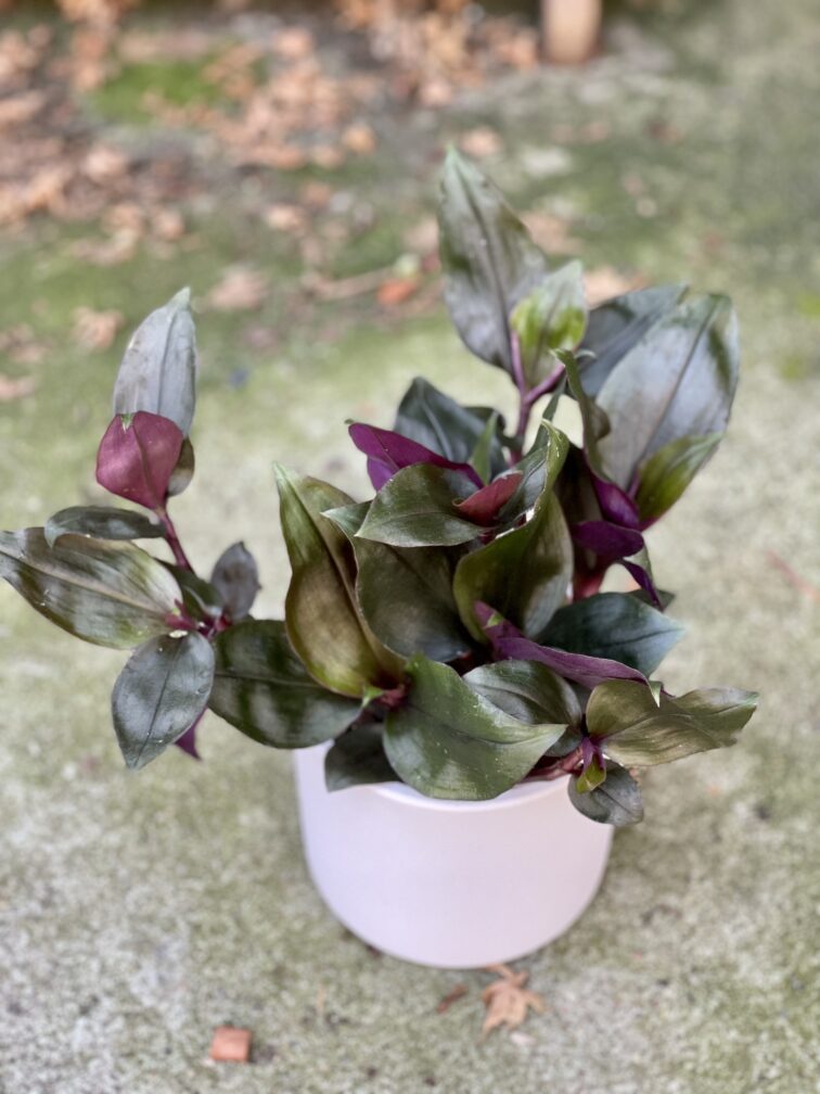 Zdjęcie doniczki lub oslonki: Osłonka Pastel White 11x12 cm, ujęcie 2