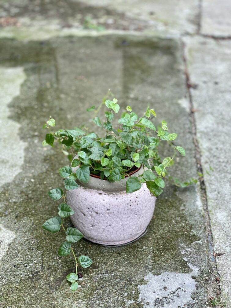 Zdjęcie doniczki lub oslonki: Osłonka Pink Glaze 10x13 cm, ujęcie 2