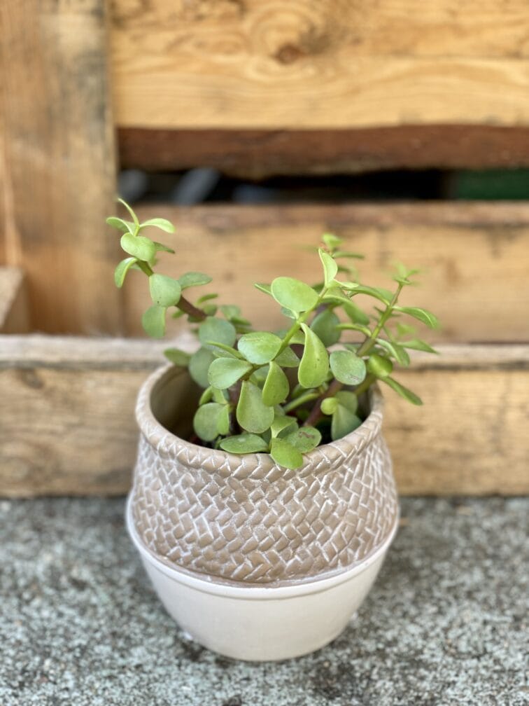 Zdjęcie doniczki lub oslonki: Osłonka Plecionka 9x11&nbsp;cm, ujęcie 2