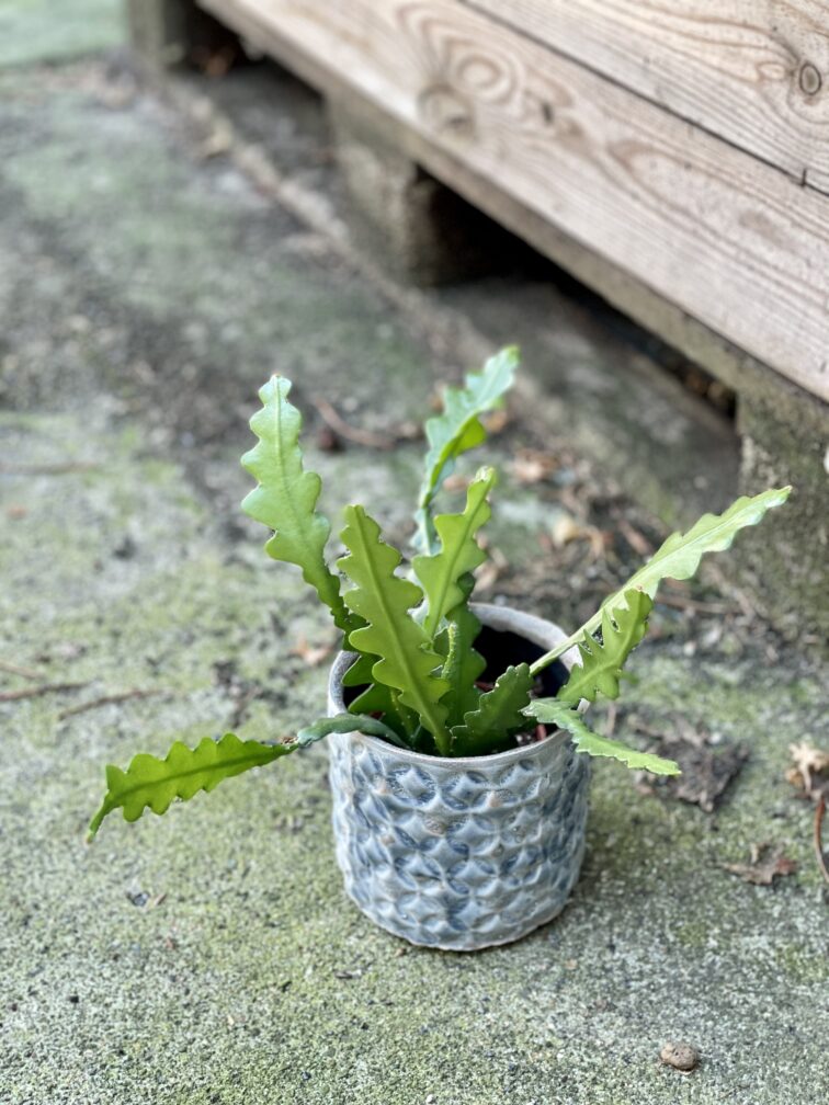 Zdjęcie doniczki lub oslonki: Osłonka Portugal 9x11 cm, ujęcie 2