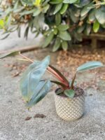 Zdjęcie doniczki lub oslonki: Osłonka Retro White 10x10 cm, ujęcie 2