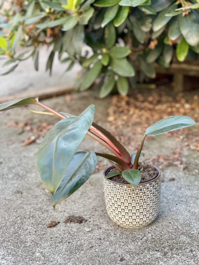 Zdjęcie doniczki lub oslonki: Osłonka Retro White 10x10 cm, ujęcie 2