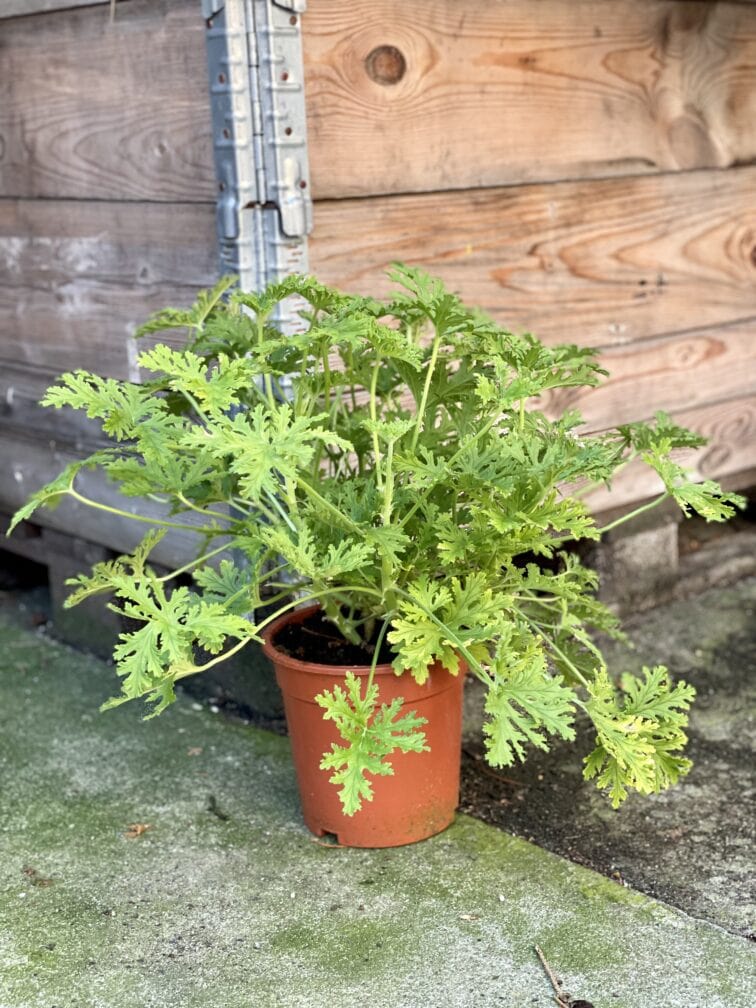 Zdjęcie rośliny Pelargonium graveolens Lemon tree (Geranium), ujęcie 1