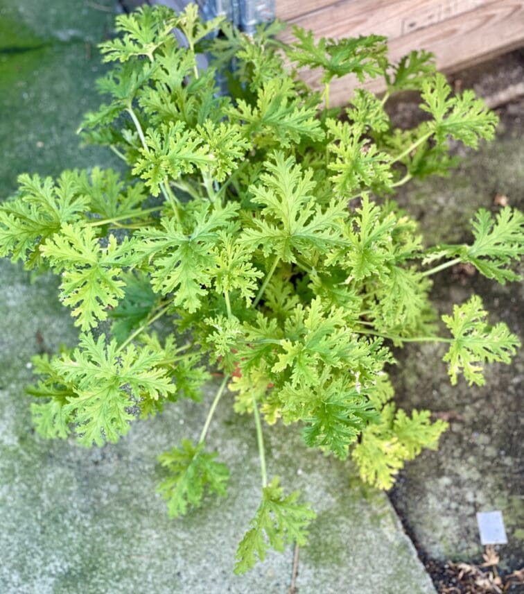 Zdjęcie rośliny Pelargonium graveolens Lemon tree (Geranium), ujęcie 2